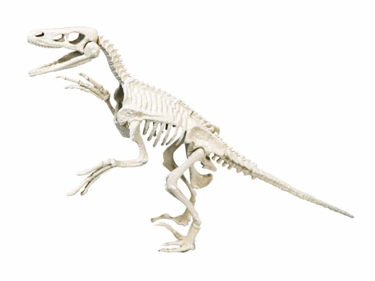 Clementoni Archeospel Velociraptor