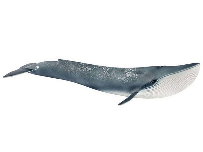 Schleich Blauwe Walvis